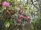 thumb_resize_dsc01705.jpg